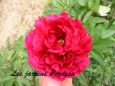 Paeonia edgar jessep
